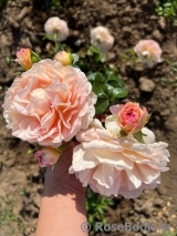 Abraham Darby Abraham Darby