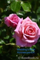 Wedding Bells ® Wedding Bells ®