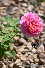 Princess Alexandra of Kent Princess Alexandra of Kent