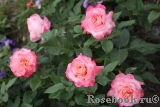 Augusta Luise Augusta Luise