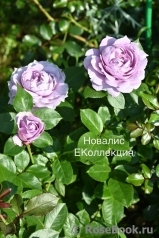 Novalis Novalis
