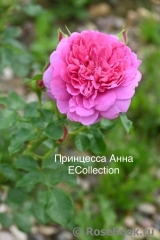 Princess Anne Princess Anne