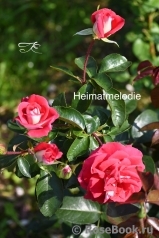 Heimatmelodie Heimatmelodie