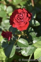 Deep Impression Deep Impression