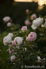Desdemona Desdemona