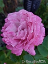 Kordes' Rosenfaszination ® Kordes' Rosenfaszination ®