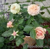 Eden Romantica ® Eden Romantica ®