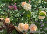 Eden Romantica ® Eden Romantica ®
