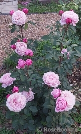 Violetta Виолетта Violetta Виолетта