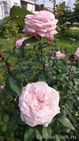 Violetta Виолетта Violetta Виолетта