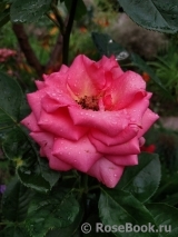 Ashram Ashram