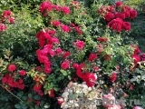 Scarlet Scarlet
