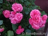 Rosarium Uetersen Rosarium Uetersen
