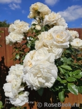 Lions Rose Lions Rose