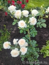 Cream Abundance Cream Abundance
