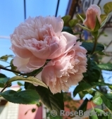 Generous Gardener, The Generous Gardener, The