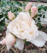 Generous Gardener, The Generous Gardener, The