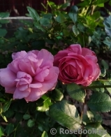 Rose Thelma Rose Thelma