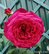 Johann Wolfgang von Goethe Rose® Johann Wolfgang von Goethe Rose®