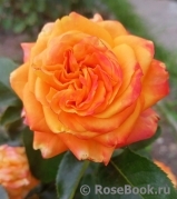 Orange Babyflor Orange Babyflor
