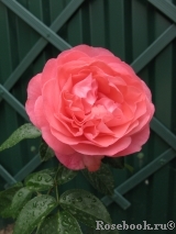 Rosanna Rosanna