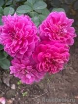 Princess Anne Princess Anne