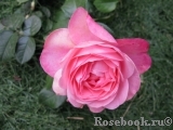 Rosanna Rosanna