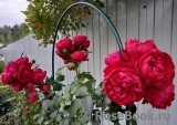 Florentina - Florentina -