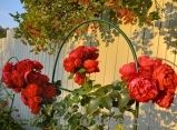 Florentina - Florentina -