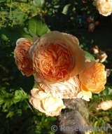 Crown Princess Margareta® Crown Princess Margareta®