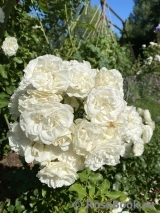 White Meidiland White Meidiland