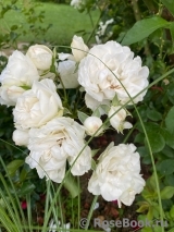 White Meidiland White Meidiland