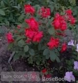 Black Forest Rose ® Black Forest Rose ®