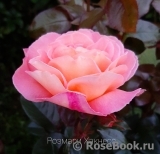 Rosemary Harkness Rosemary Harkness