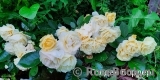Golden Border Golden Border