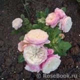 Constance Constance