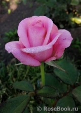 Carina Carina