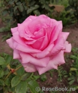 Carina Carina