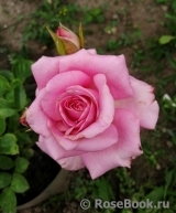 Carina Carina