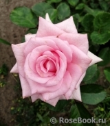 Carina Carina