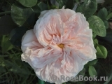 Claire Rose Claire Rose