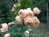 Crown Princess Margareta® Crown Princess Margareta®
