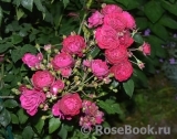 Starlet®-Rose Lola® Starlet®-Rose Lola®