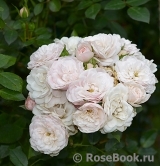 Starlet ®-Rose Alina ® Starlet ®-Rose Alina ®