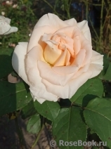 Osiana Osiana