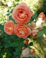 Lady of Shalott Lady of Shalott