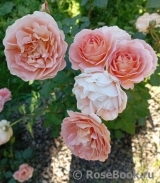 Abraham Darby Abraham Darby
