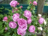 Rose Thelma Rose Thelma