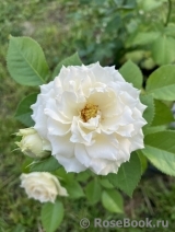 Blanchette Blanchette