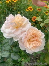 Lions Rose Lions Rose